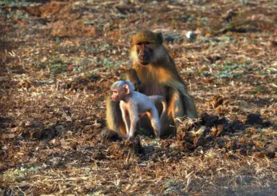 Chikunto Animals