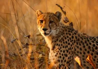 mukambi kafue experience cheetah 