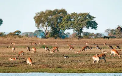 Discovering the Magic of Busanga Plains