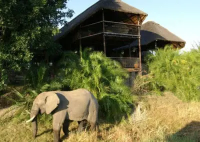 fig tree elevated bush camp 